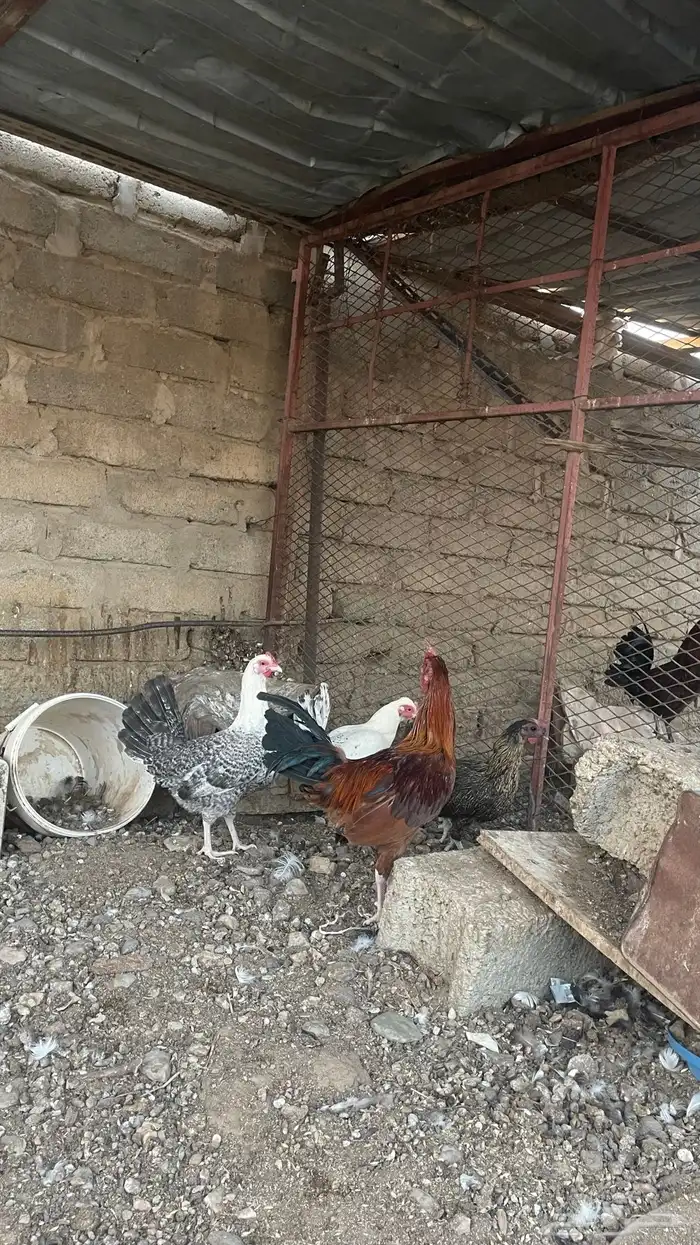 دجاج للبيع 1