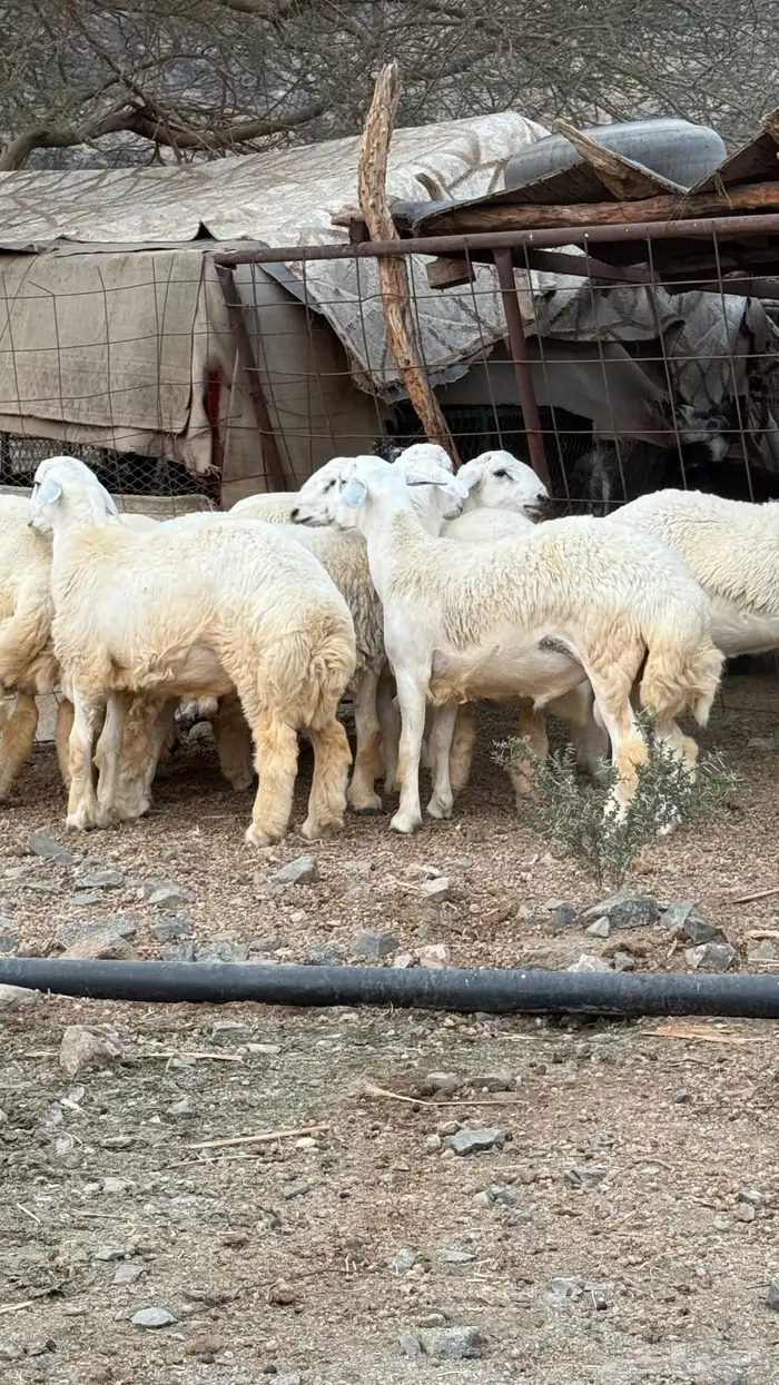 غنم حرية 2