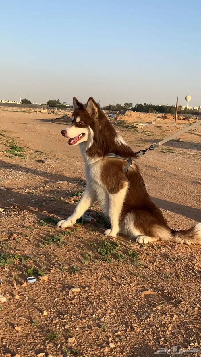 كلب هاسكي لون جميل ونادر اليفه جدا ومدربه 0