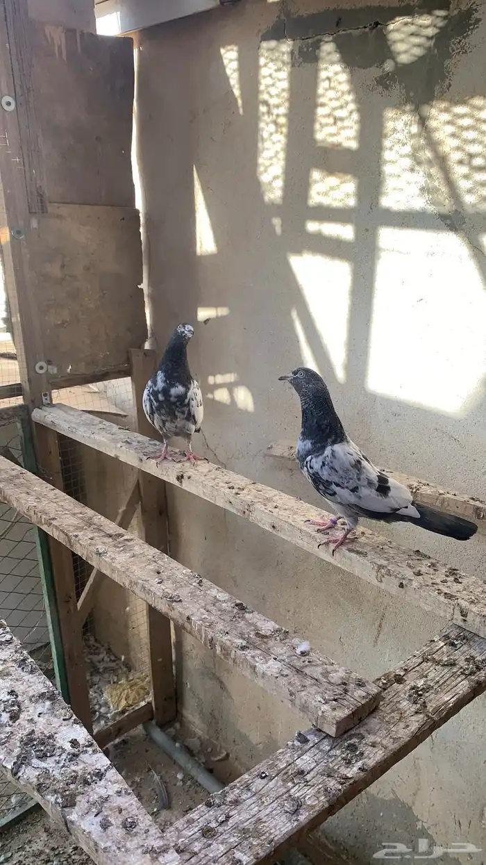 للبيع حمام باكستاني شرط مطيار 14
