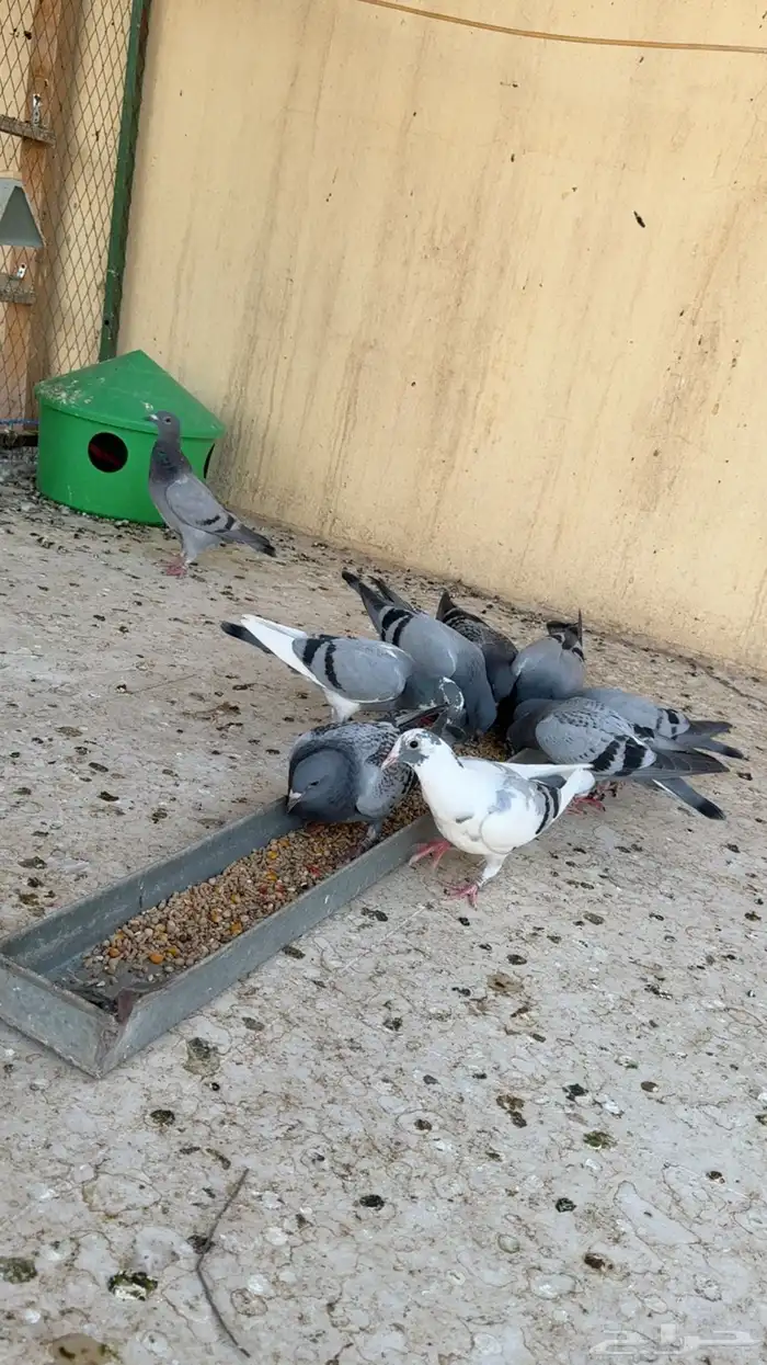 طبات زواجل 3