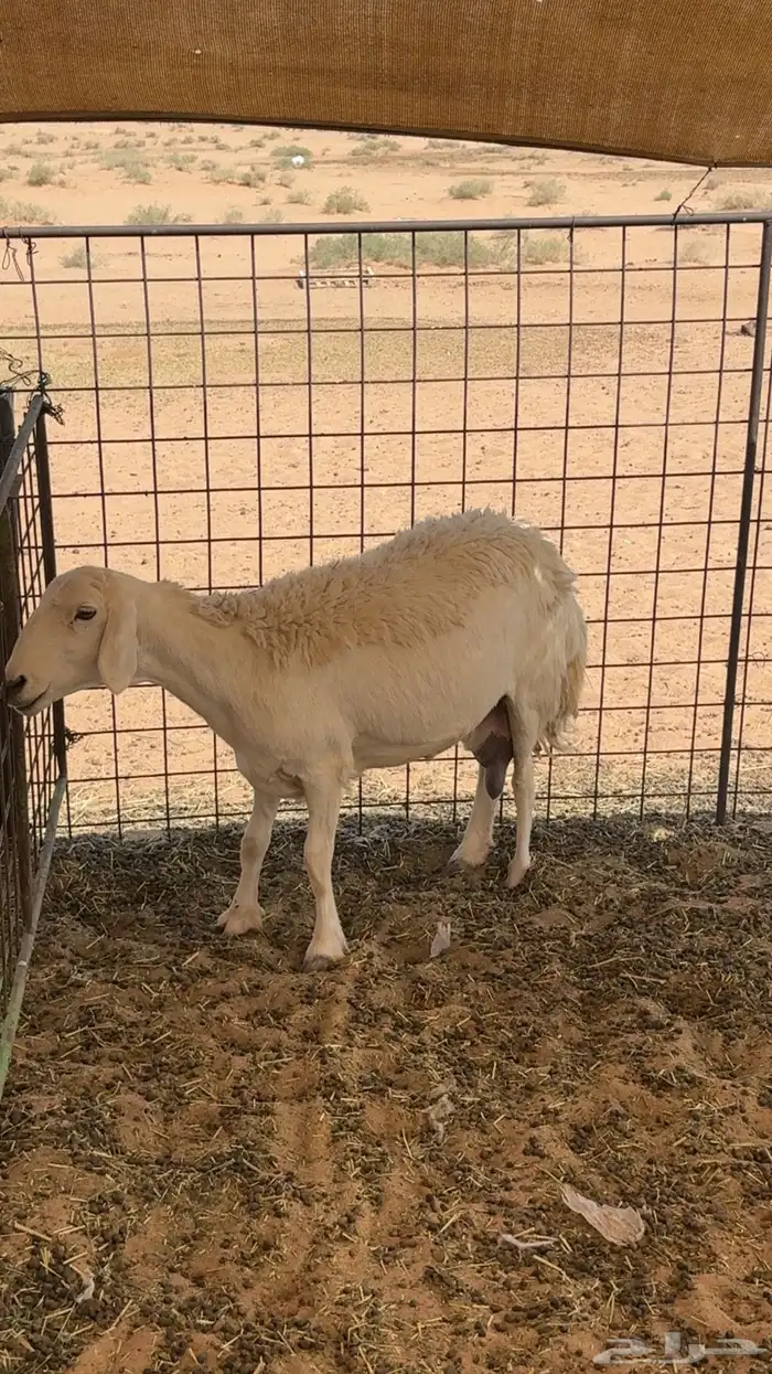 حرية مضرع 0