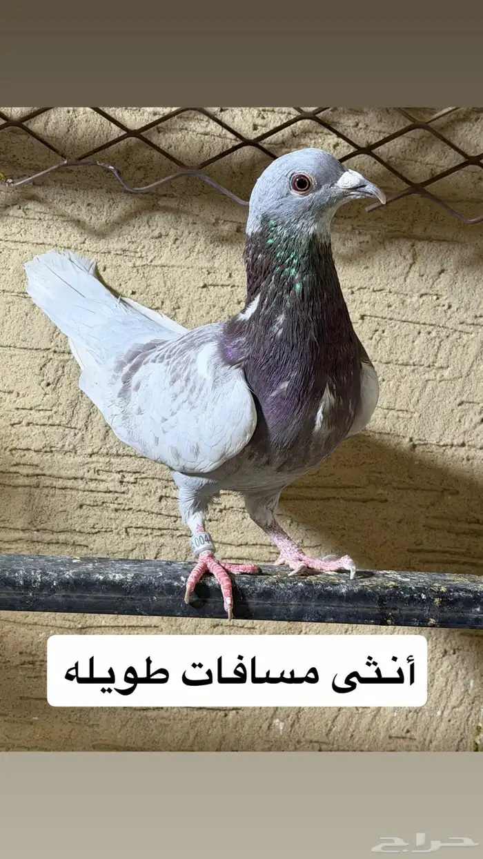 حمام. اجل سباق 0