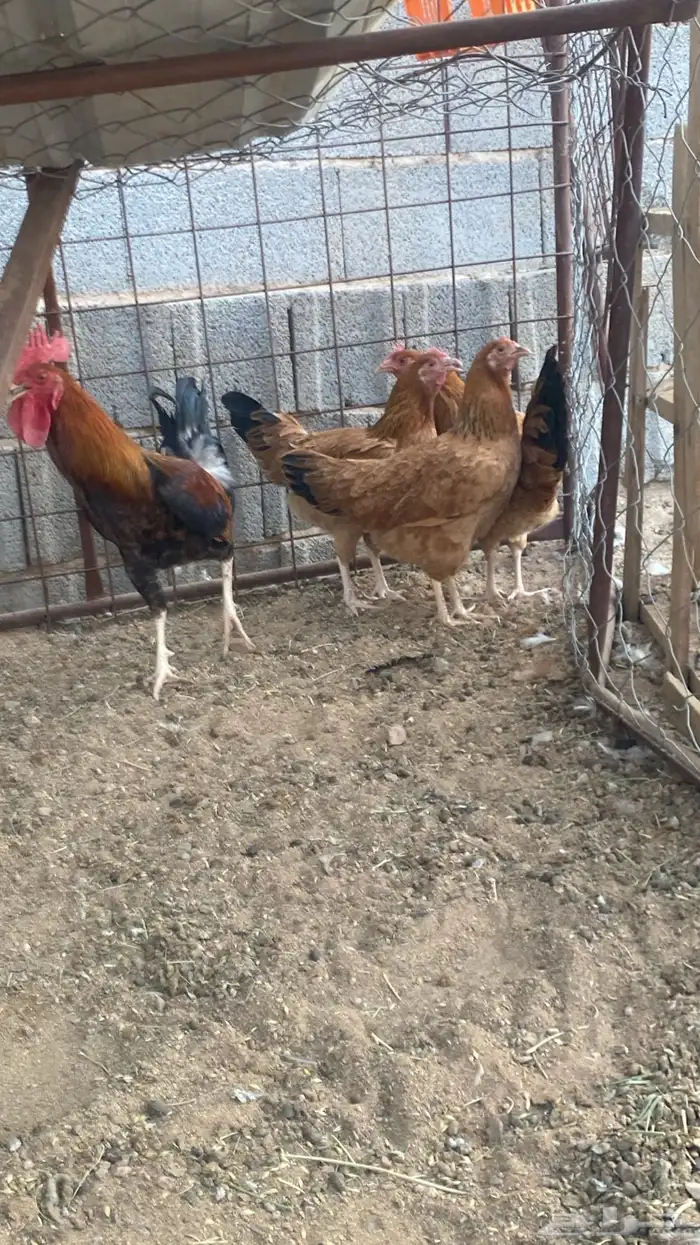 تم تم البيع 2