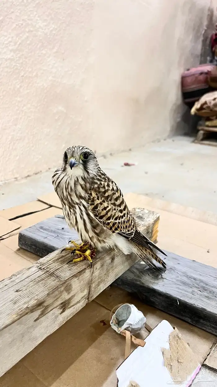 شبوط 0