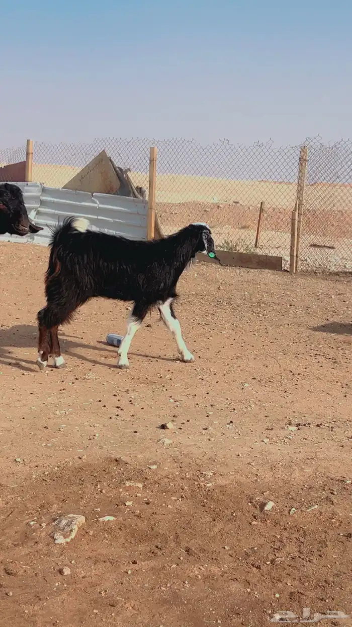 رفيدي سواكن حري نعيم تيوس بربري 3