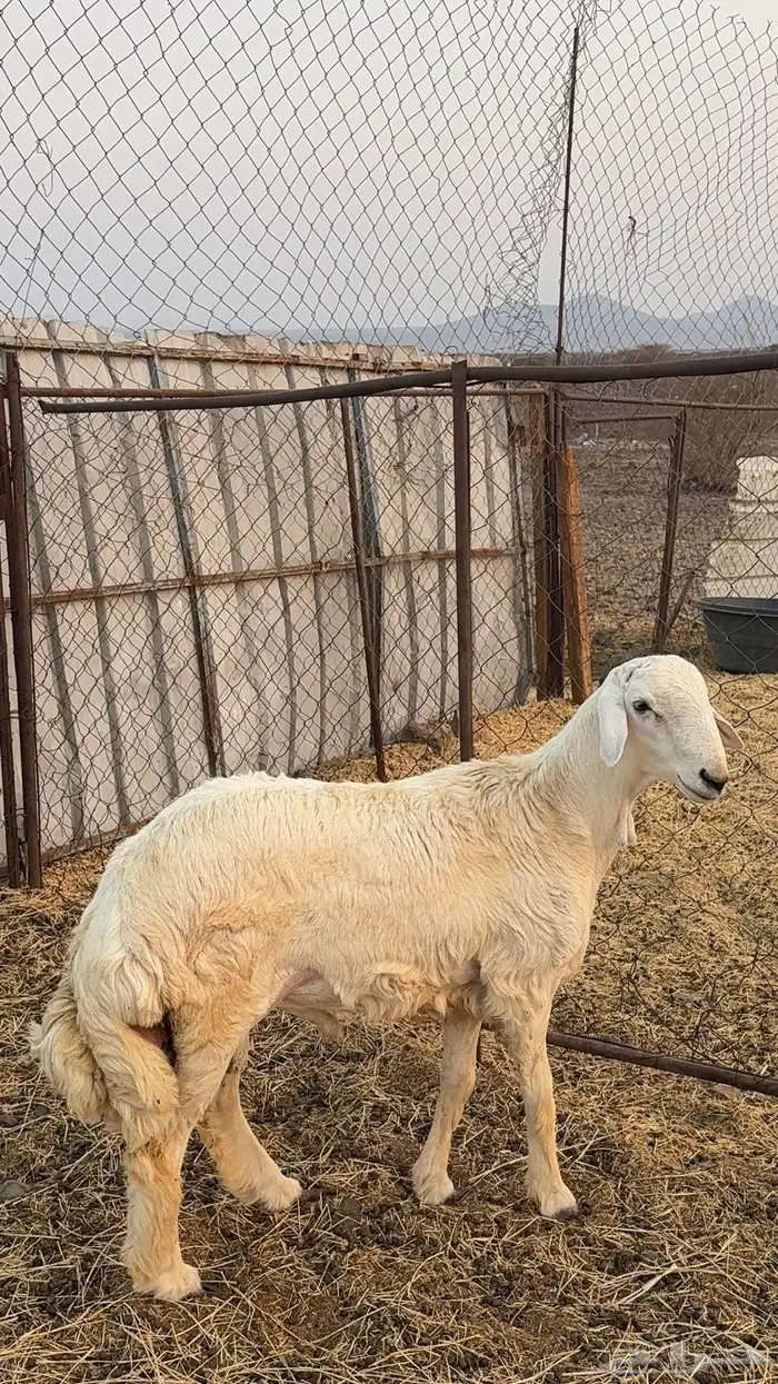 خروف للبيع العمر 7شهور 0