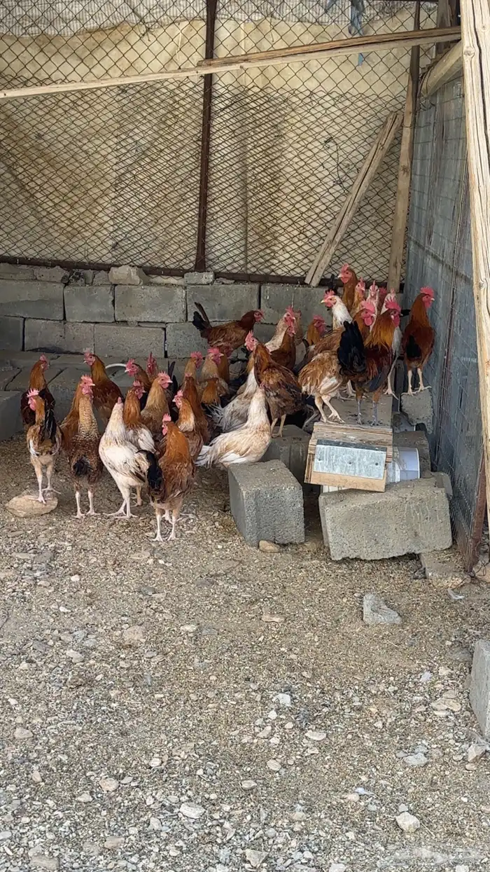 دحاج ذكور بلدي نظيفه 2