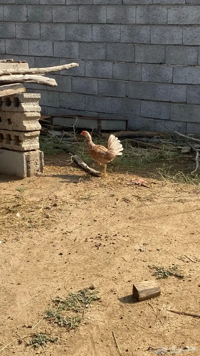 دجاجه كويتي للبيع   دجاجه بلدي 0