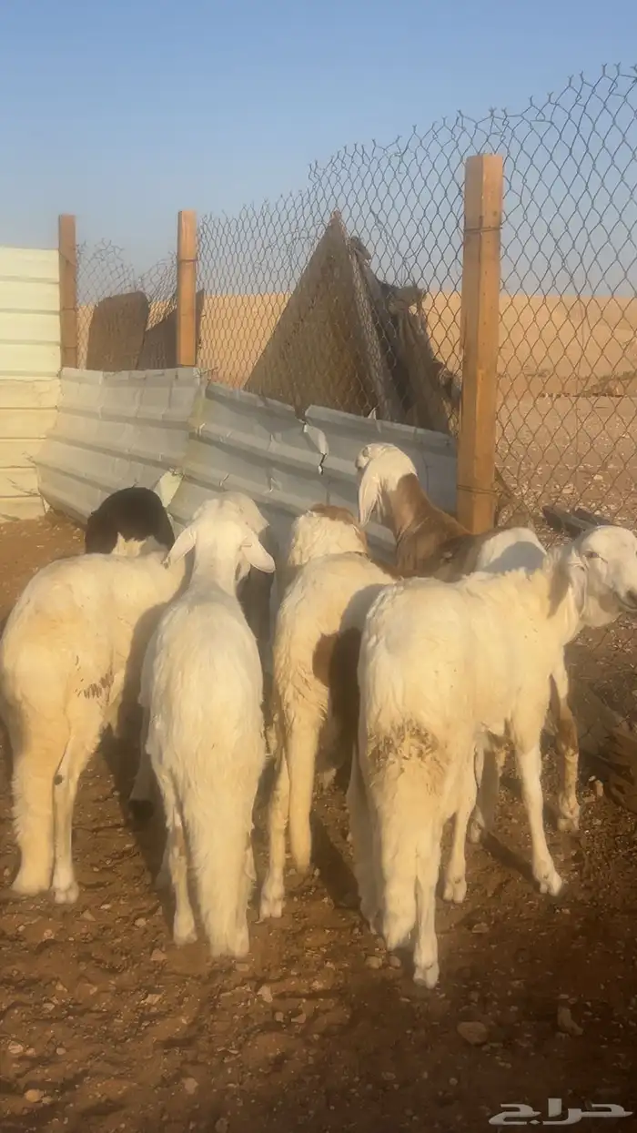 سواكن خرفان نعيمي تيوس حري بأسعار مناسبه 5