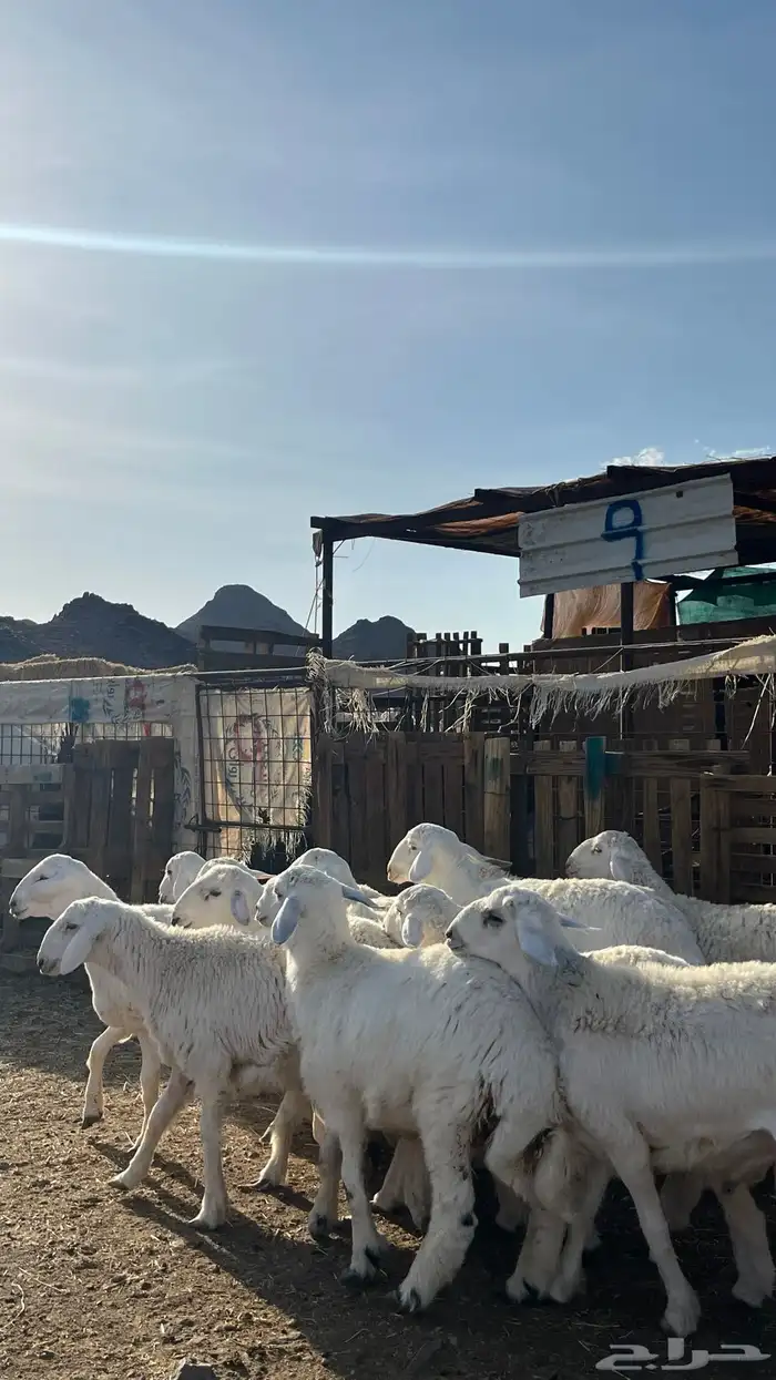 طليان حري ذبايح نظاف شرط 8