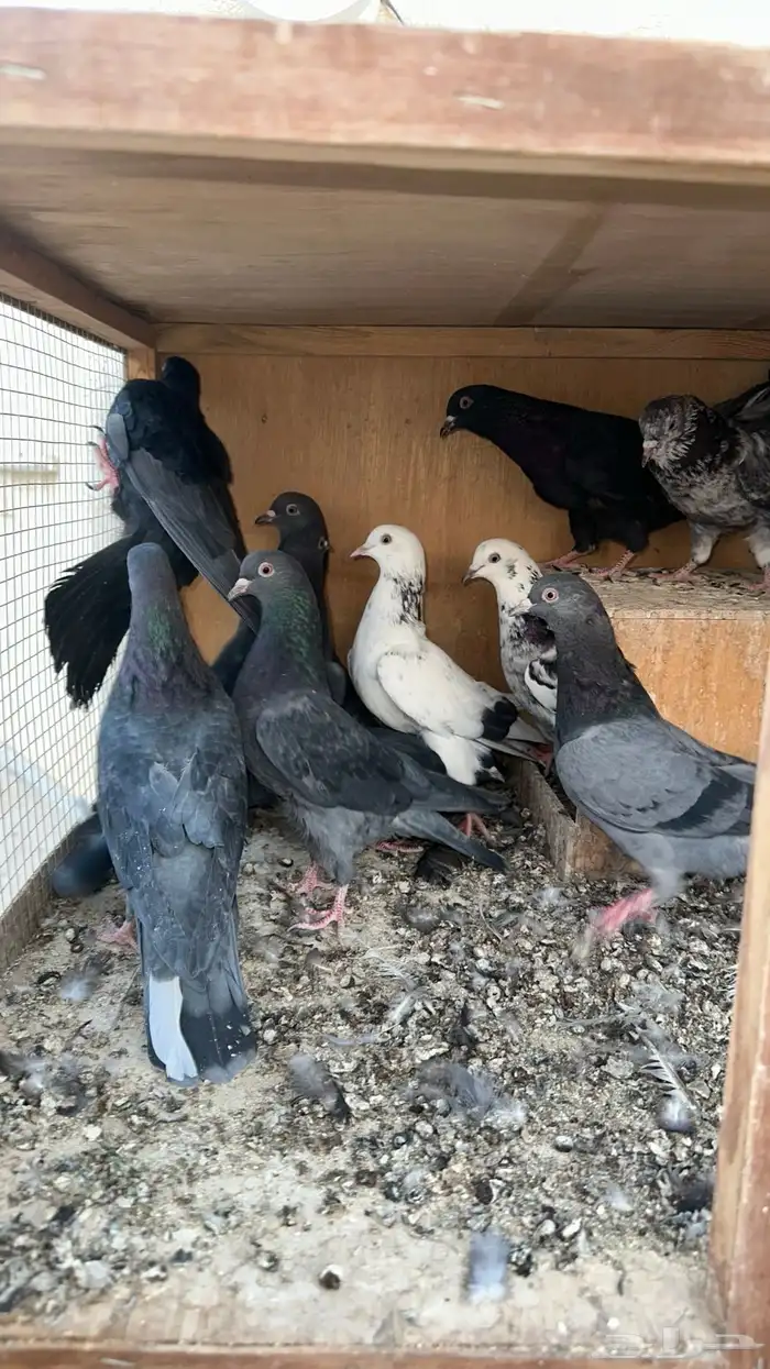 حمام قطايف طبات وجذعان مطير 0