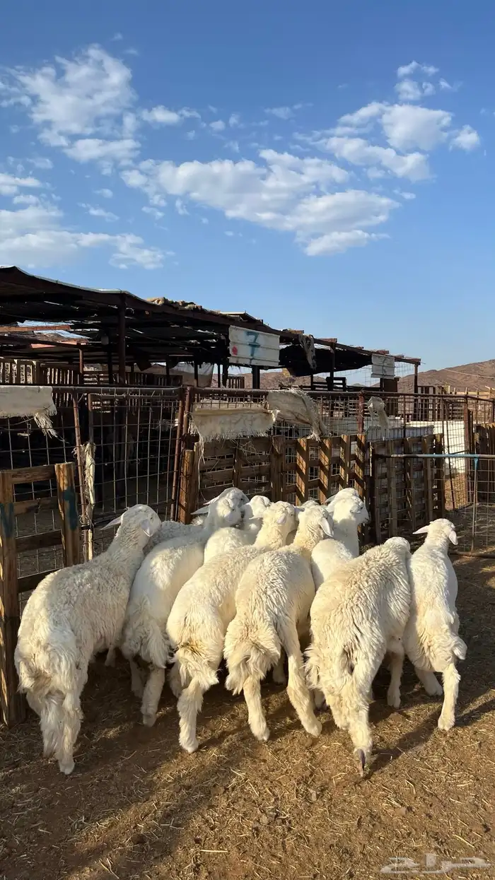 طليان حري ذبايح نظاف شرط 10