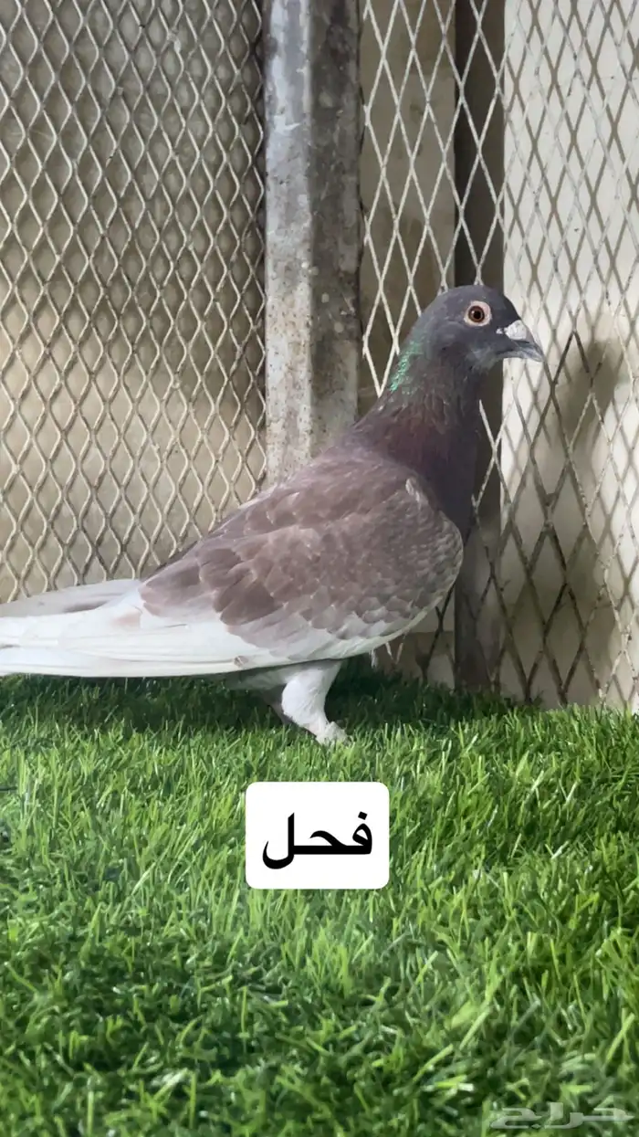 زواجل 17