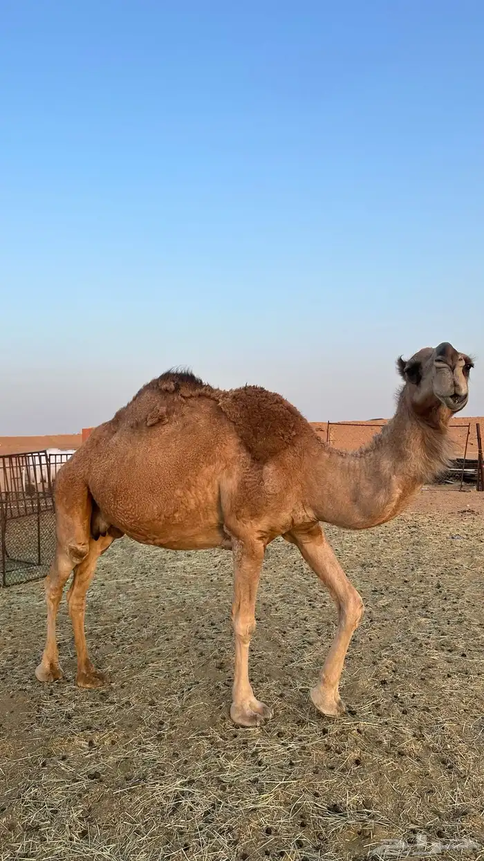 ناقة حايل كفو 1
