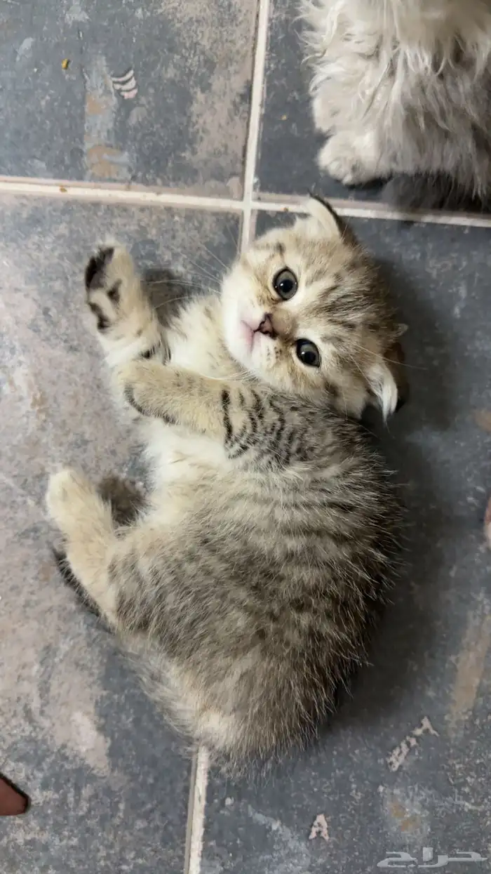 كيتن سكوتش فولد للبيع 0