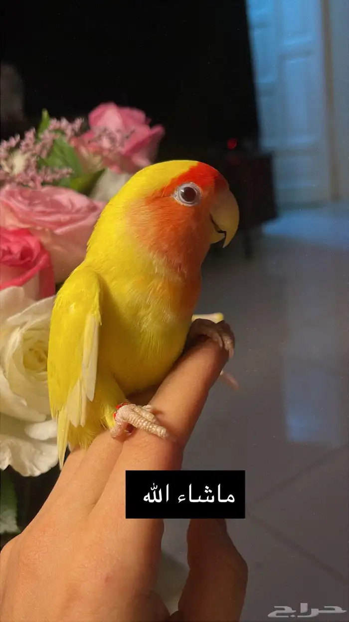 للبيع ببغاء الروز الأليف مناسب للأطفال 11