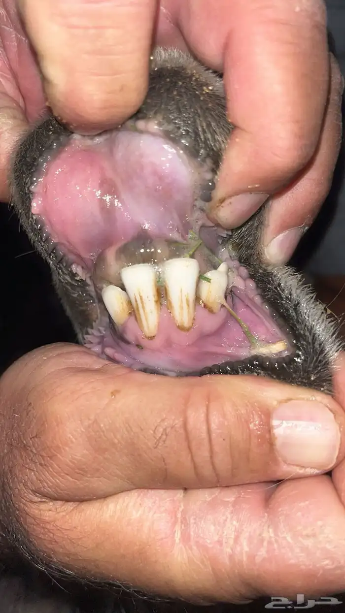 خروف 4