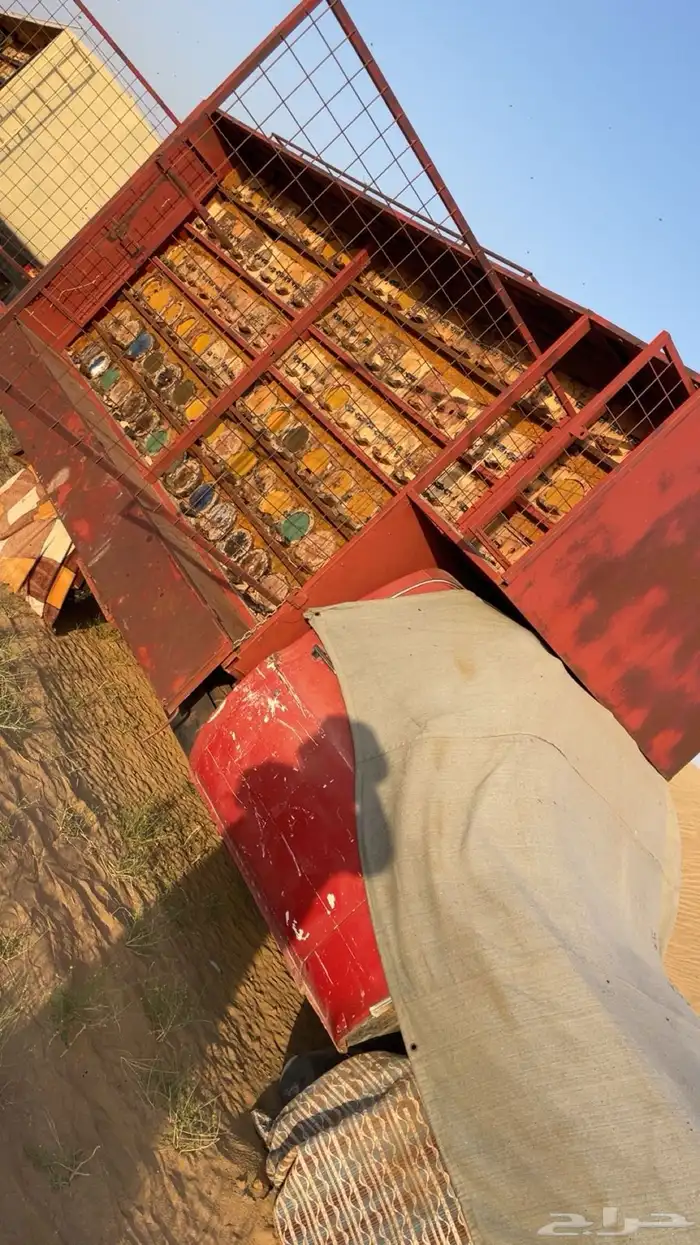 نحل بلدي 1