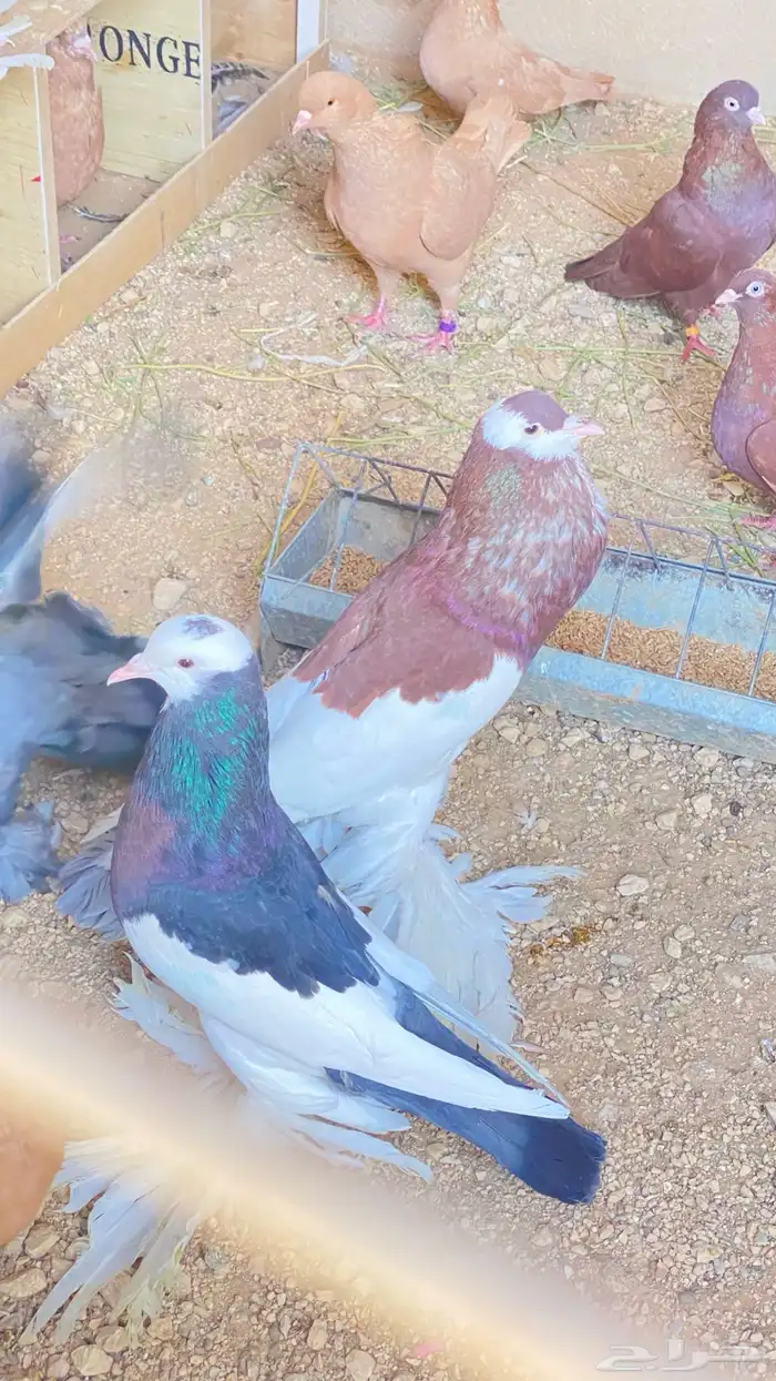 للبيع حمام نفاخ زواج 17
