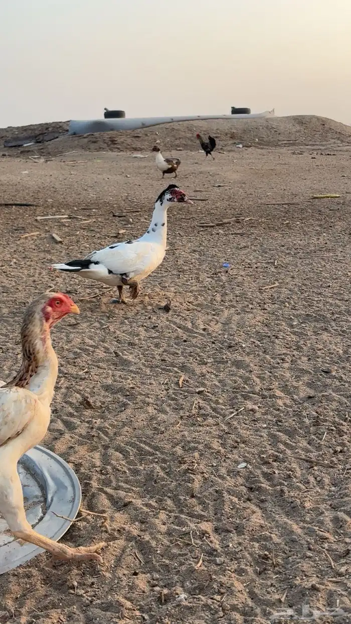 بط اثنين اخوان ذكور أعمارهم 9 شهور الصحه سليمه 1
