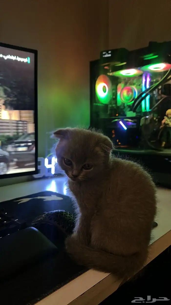 قطط سكوتش فولد كيتنز نوادر 8