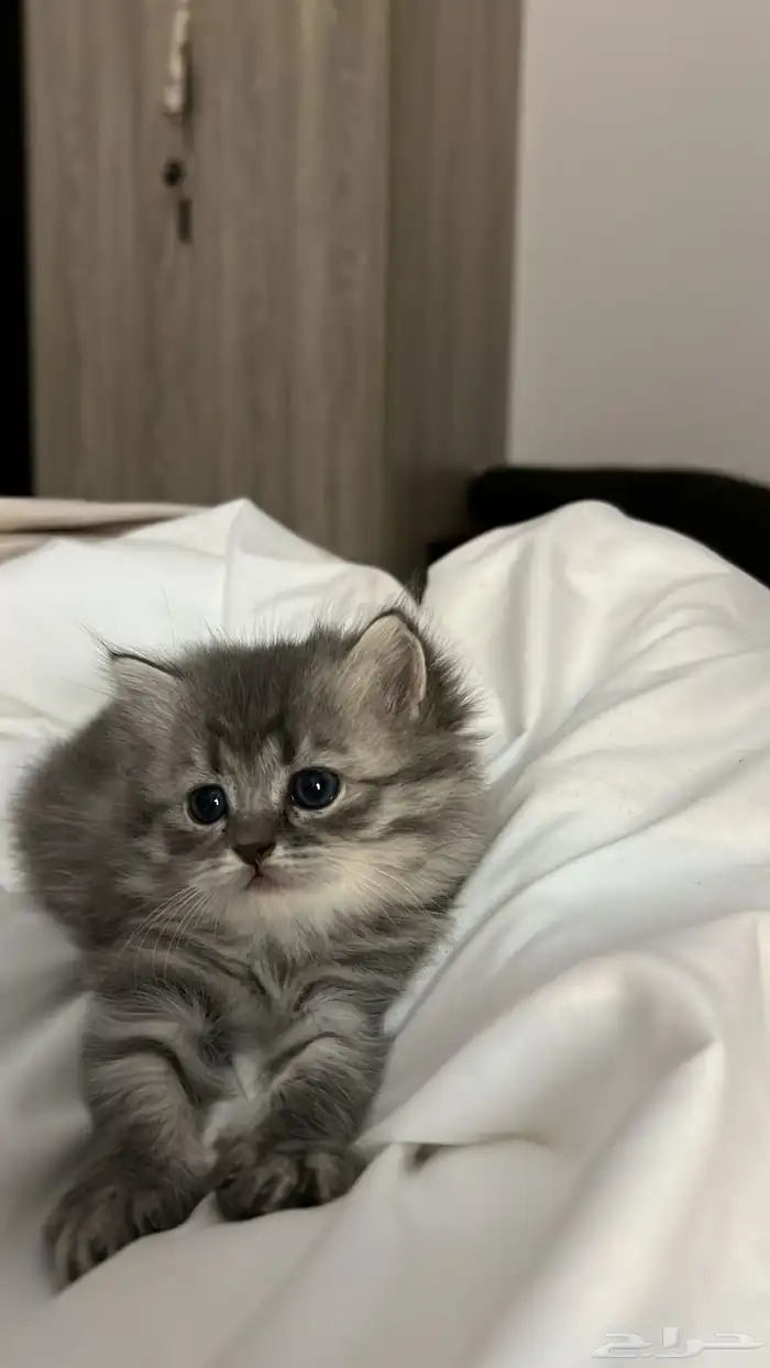 قطط شيرازيه للبيع 3