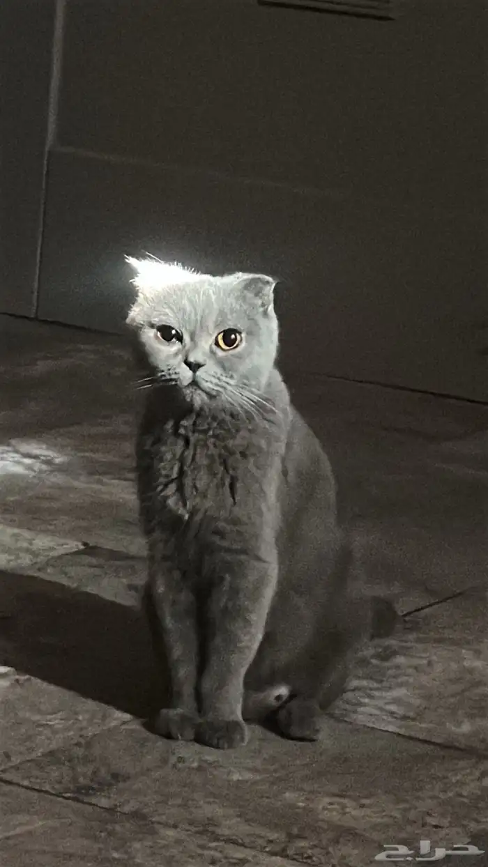 قطط سكوتش فولد كيتنز نوادر 4