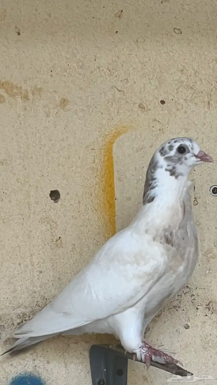 حمام زينه العدد 8 حبات الجميع ب100 4