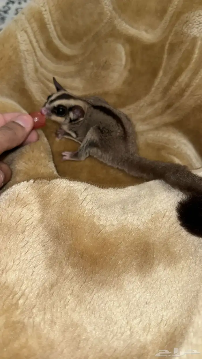 سنجاب الطائر 1