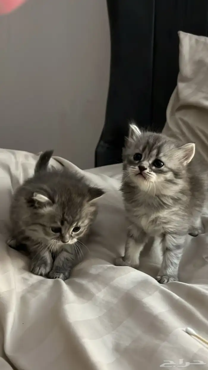 قطط شيرازيه للبيع 2