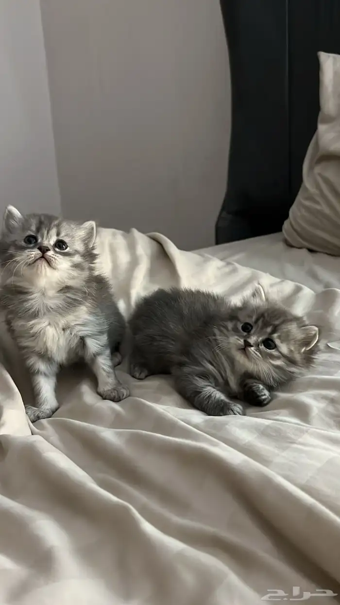 قطط شيرازيه للبيع 0