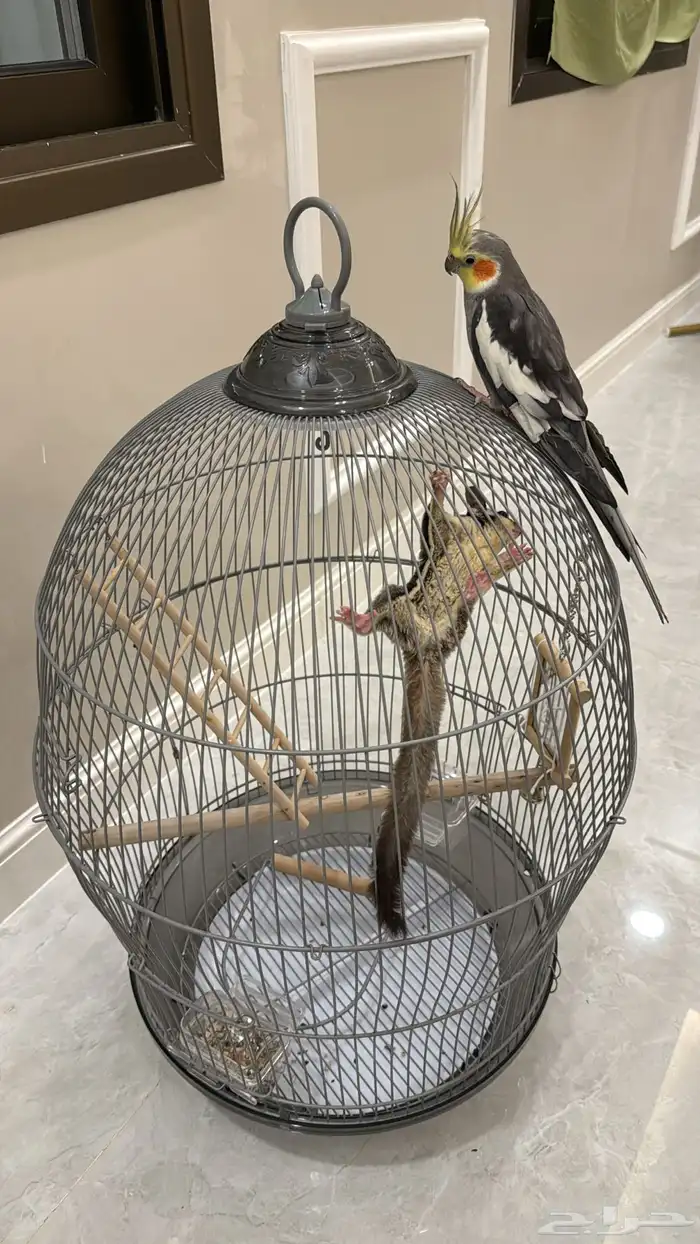 سنجاب الطائر 0