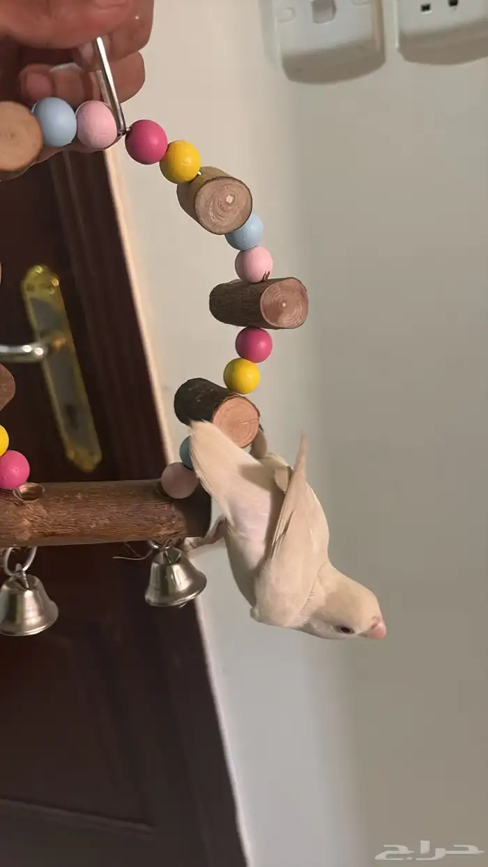 روز انثى 4