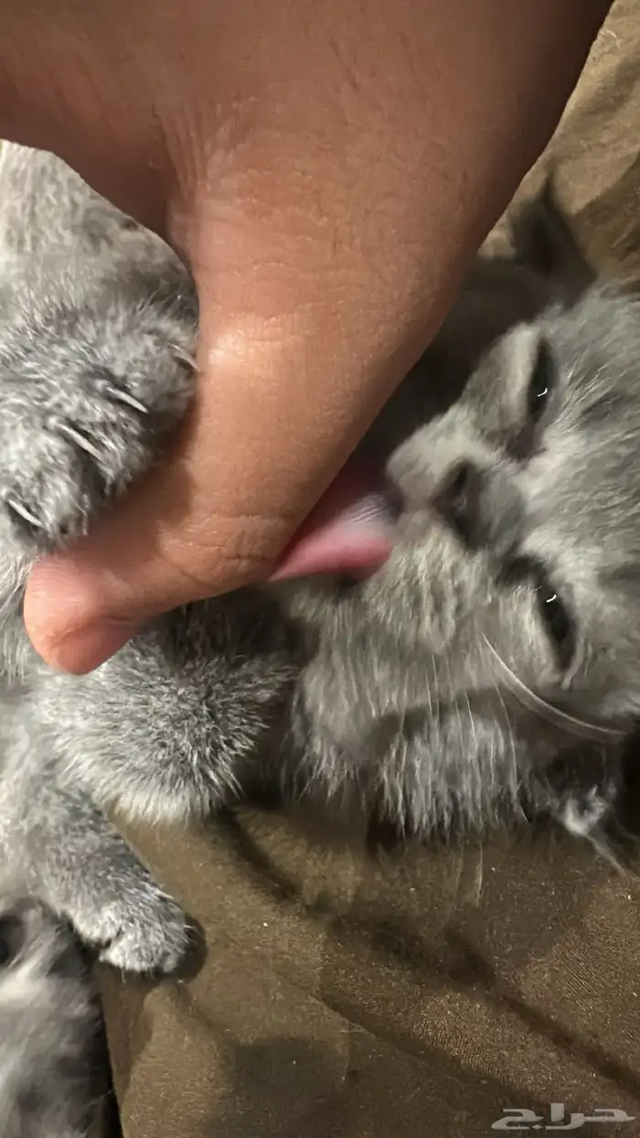 قطط سكوتش فولد كيتنز نوادر 2