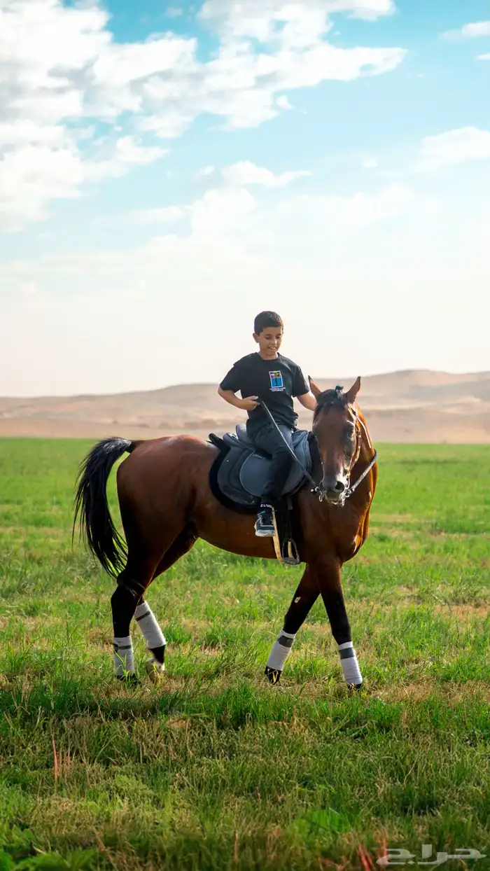حصان واهو شييخخ جاهز للشتويه 11