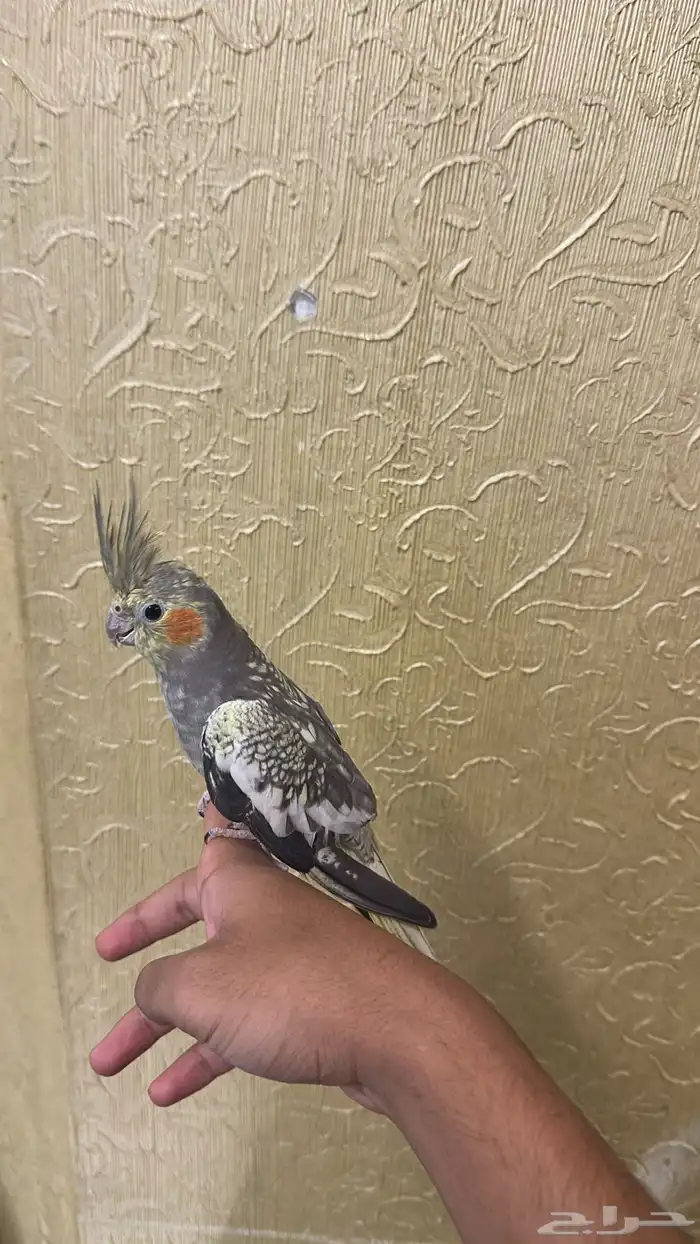 كروان للبيع 1