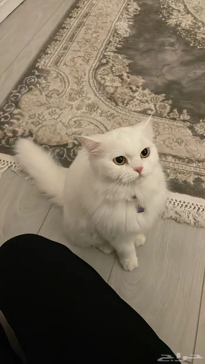 قطة للتبني 5