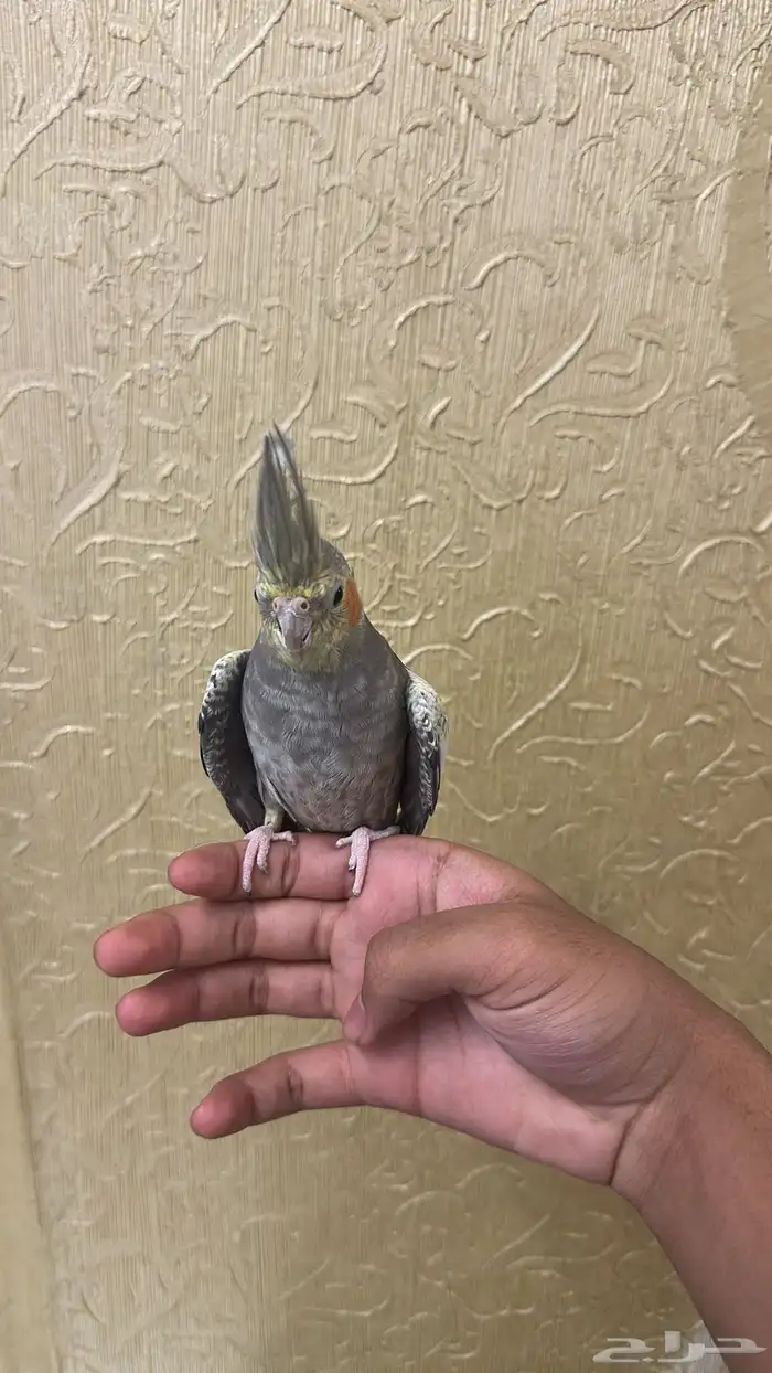 كروان للبيع 0