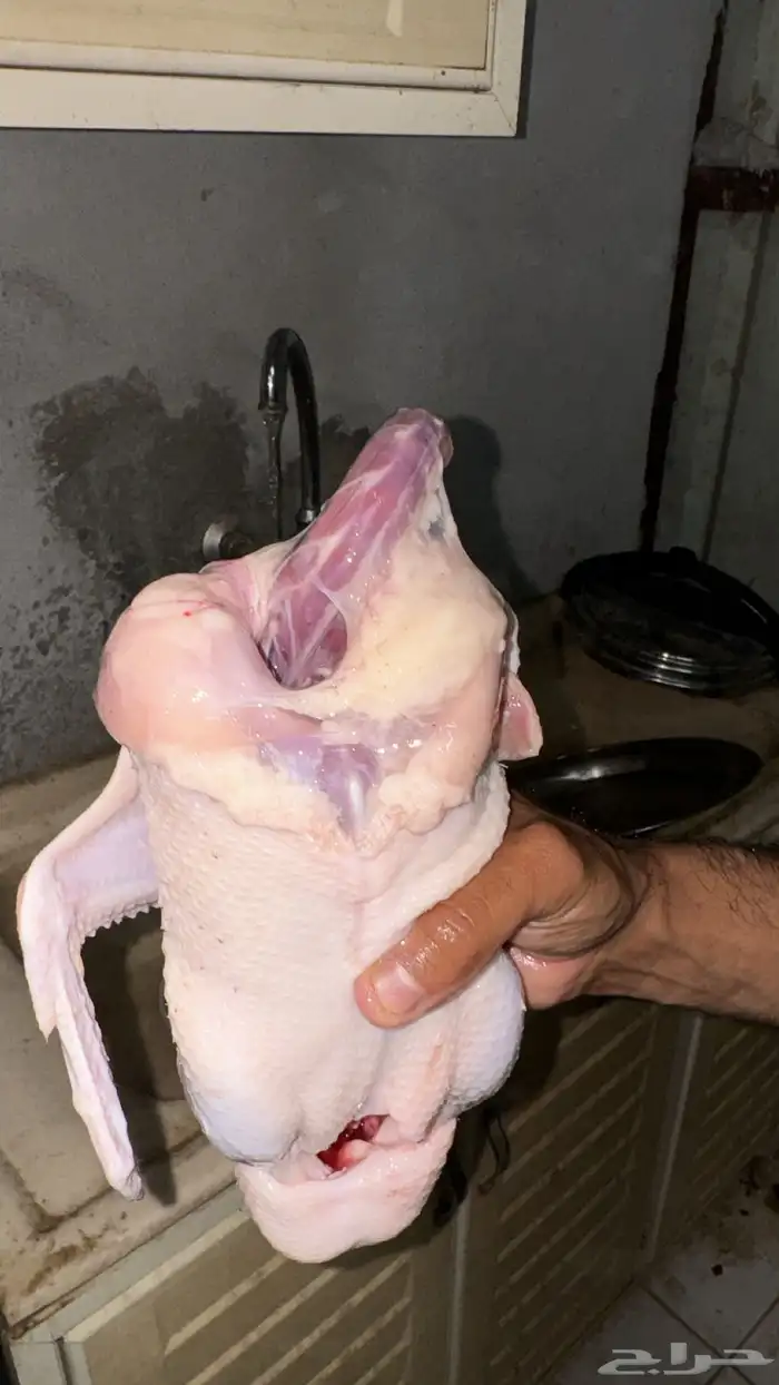 بط ذبح 0