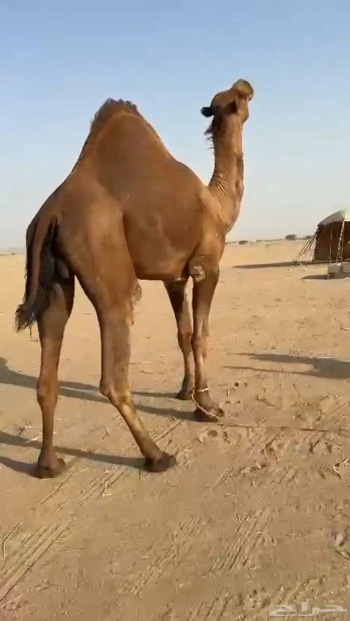 بعيرساحلي  مشروطه 5