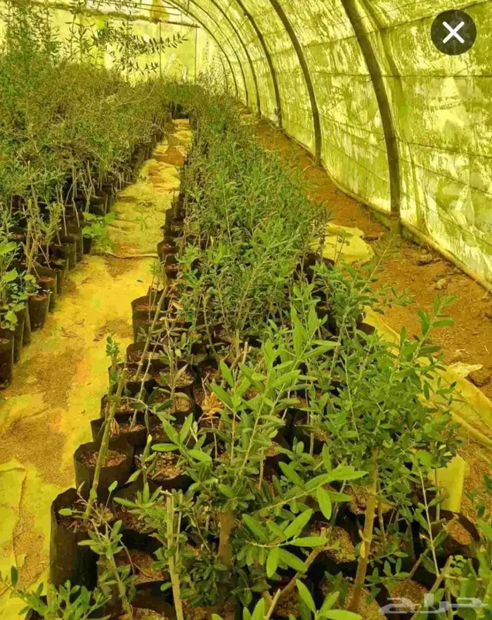 شتل تين وزيتون ورمان وعنب درجة اولى 5