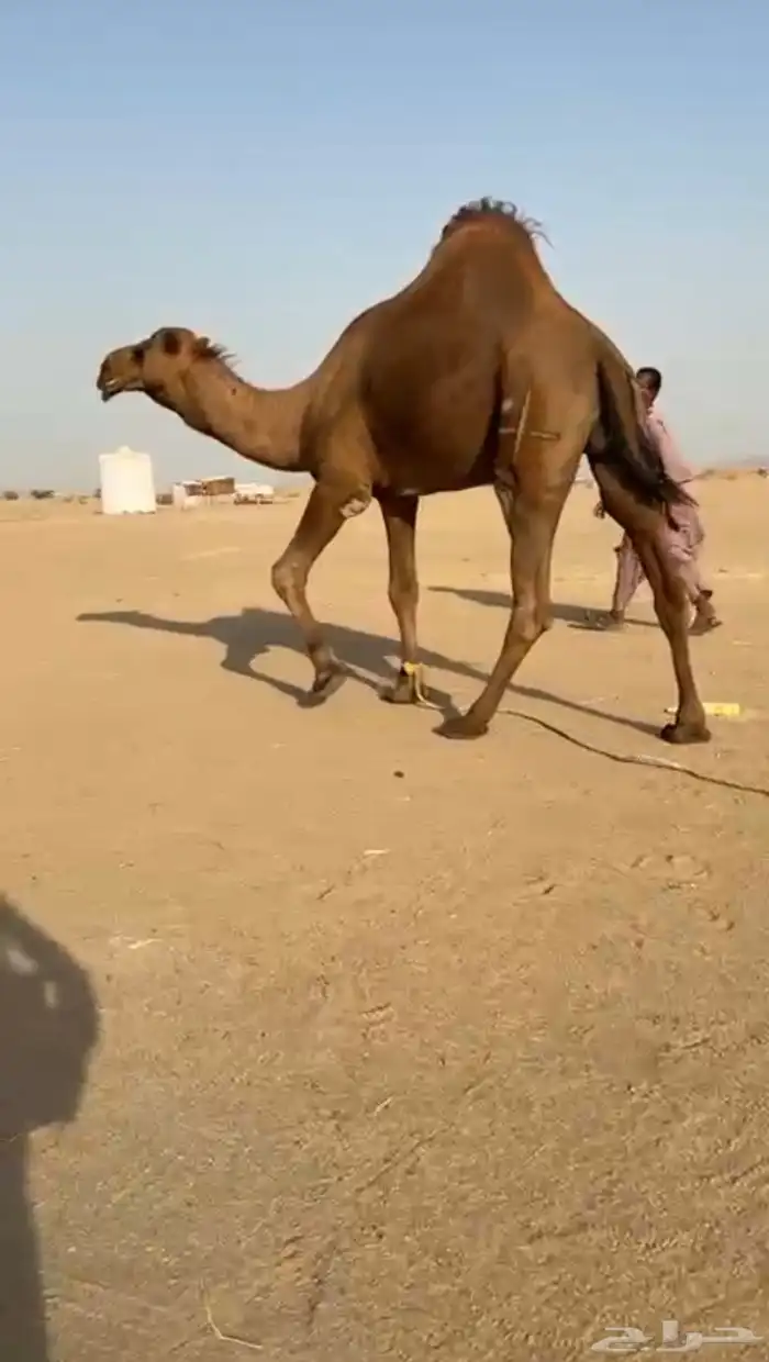 بعيرساحلي  مشروطه 3