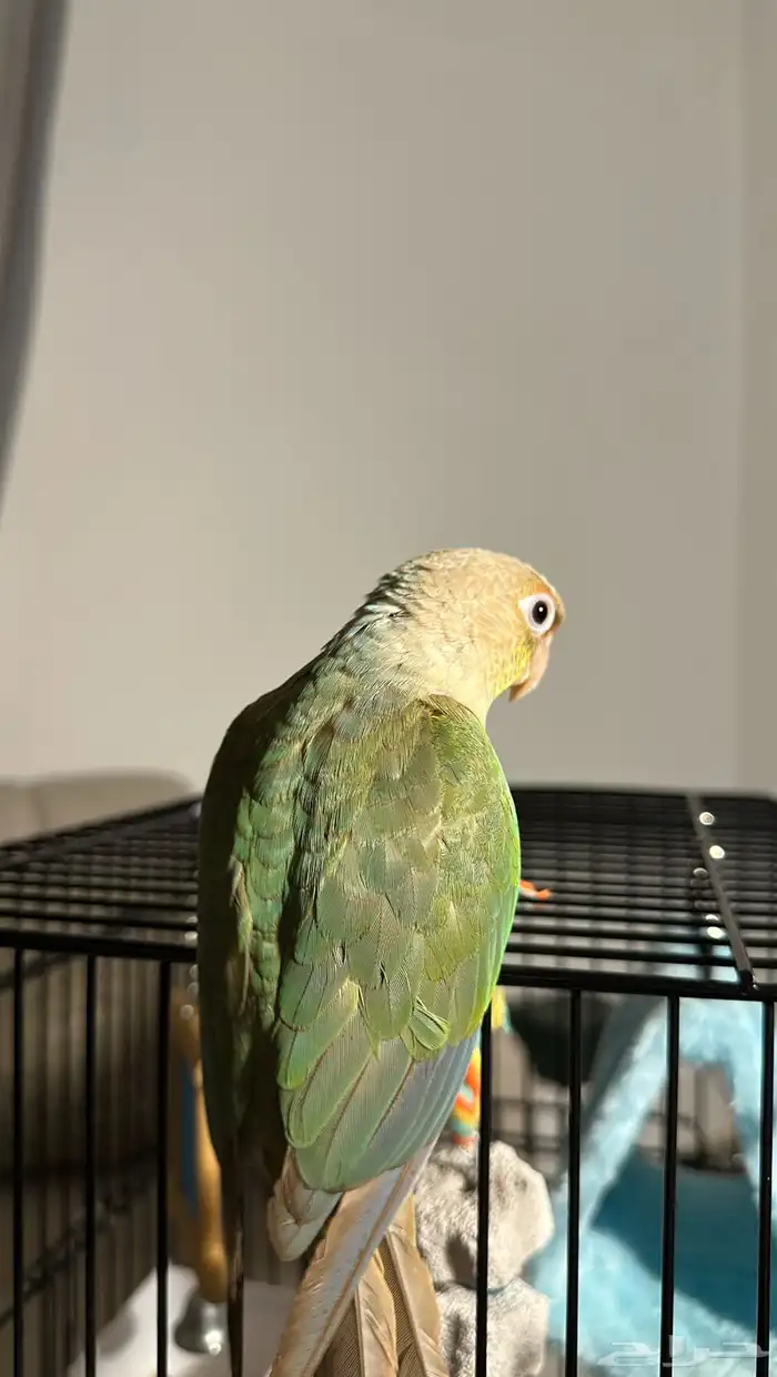 ببغاء كنيور 3