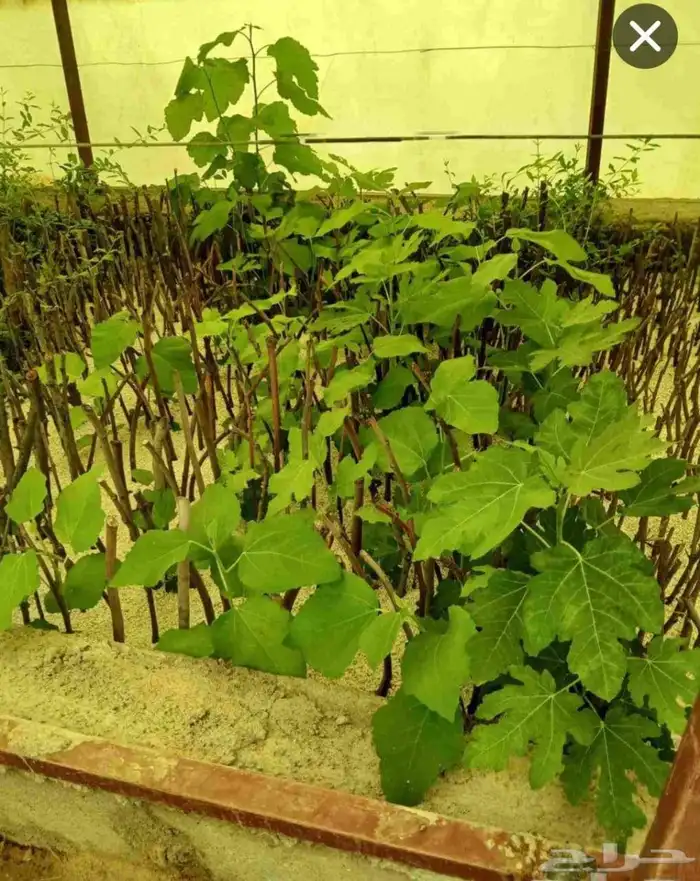 شتل تين وزيتون ورمان وعنب درجة اولى 1