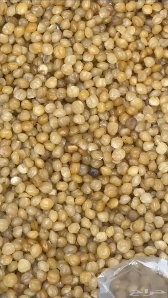 بذور الاكبي 0