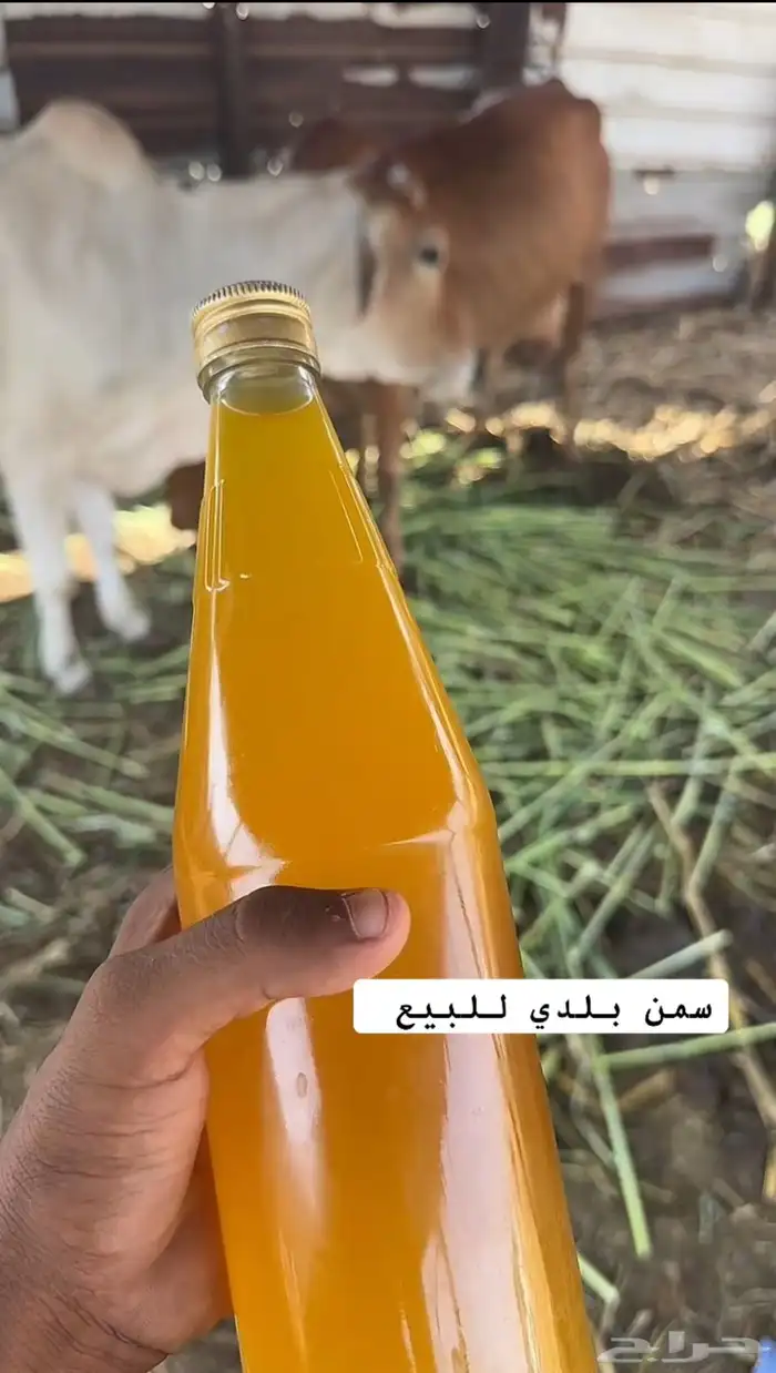 سمن بقر 0