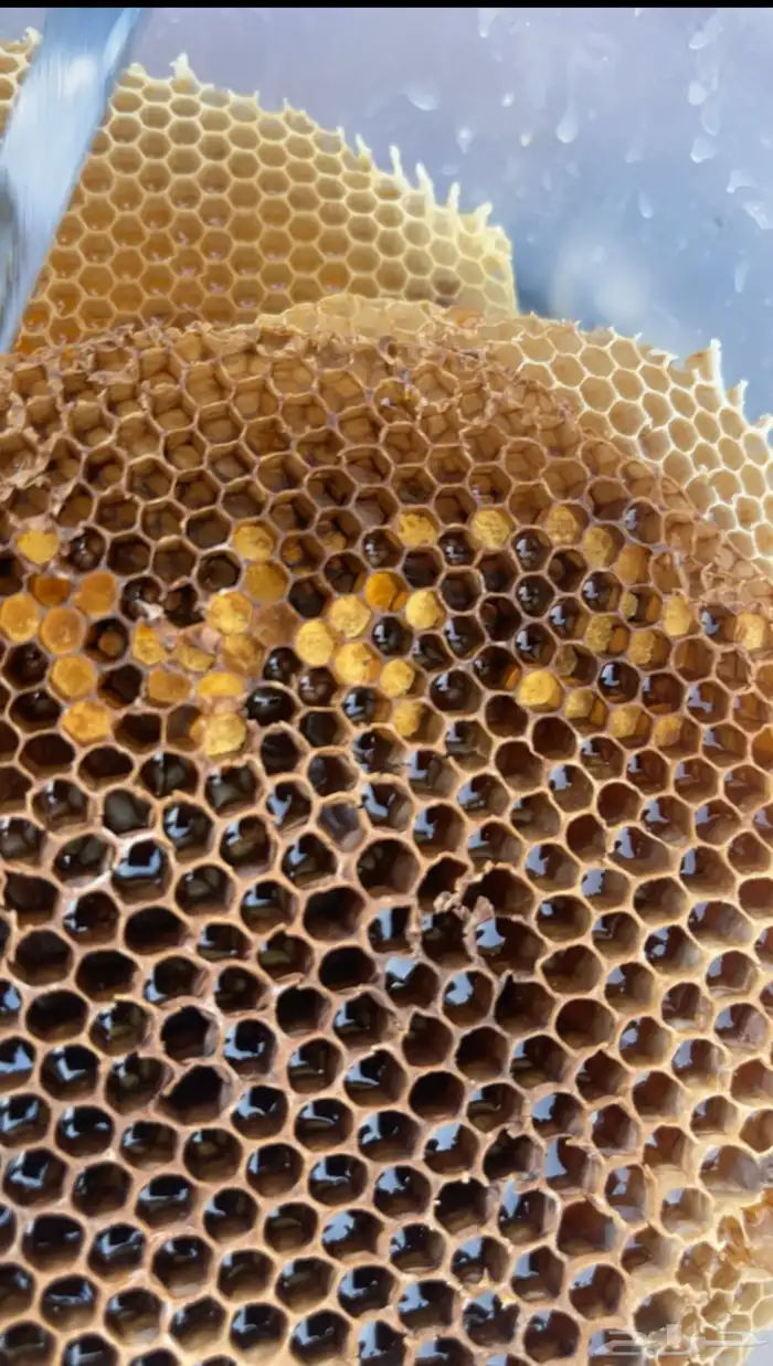 عسل جبلي صافي جديد من منحلي شخصيا 4