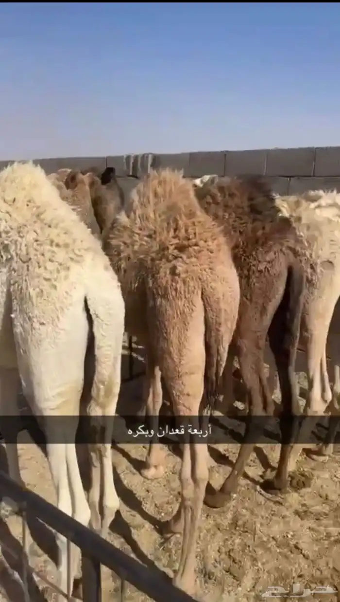 حشو للبيع طيبات 0