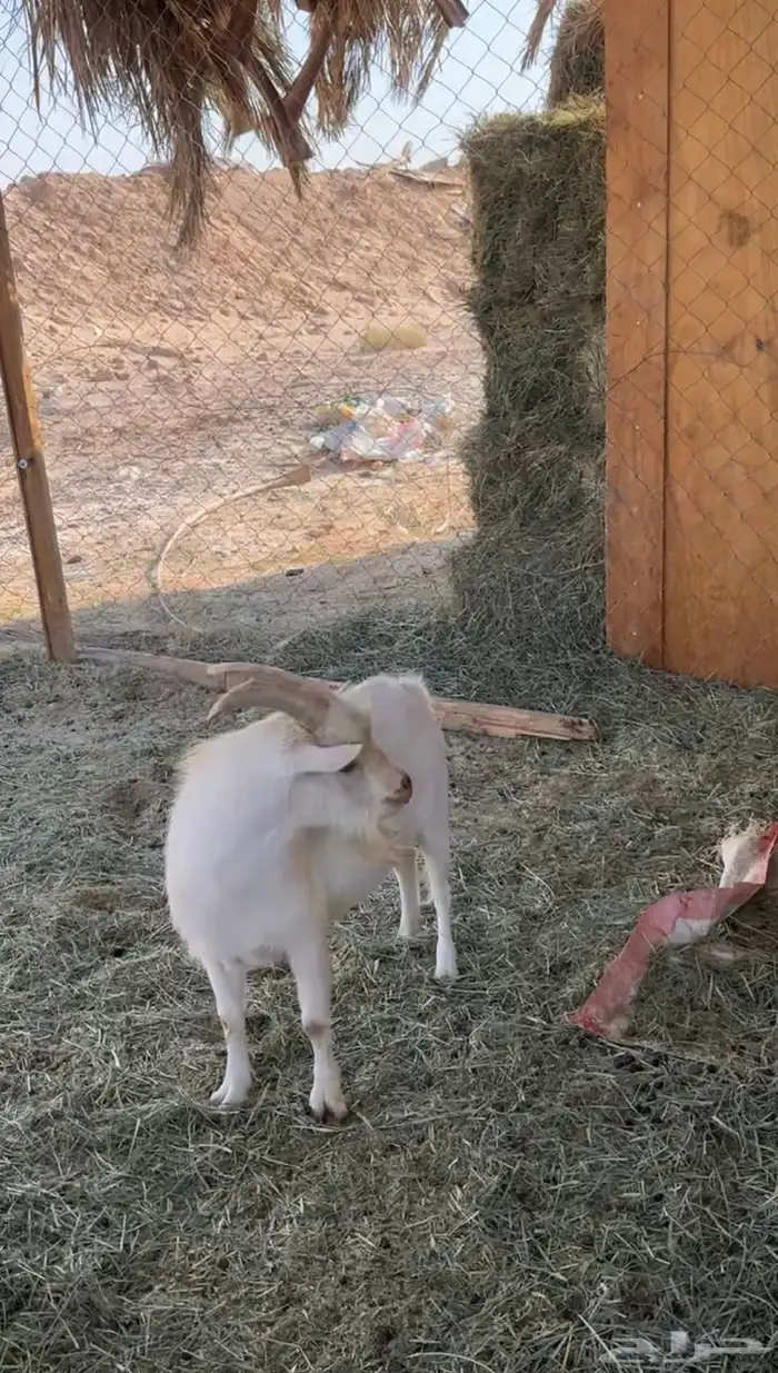 معزا قزميه تشيكي ومكس جمله وصنف طيب 1